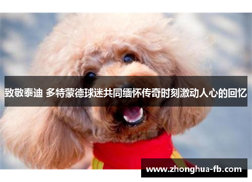 致敬泰迪 多特蒙德球迷共同缅怀传奇时刻激动人心的回忆 致敬泰迪 多特蒙德球迷共同缅怀传奇时刻激动人心的回忆